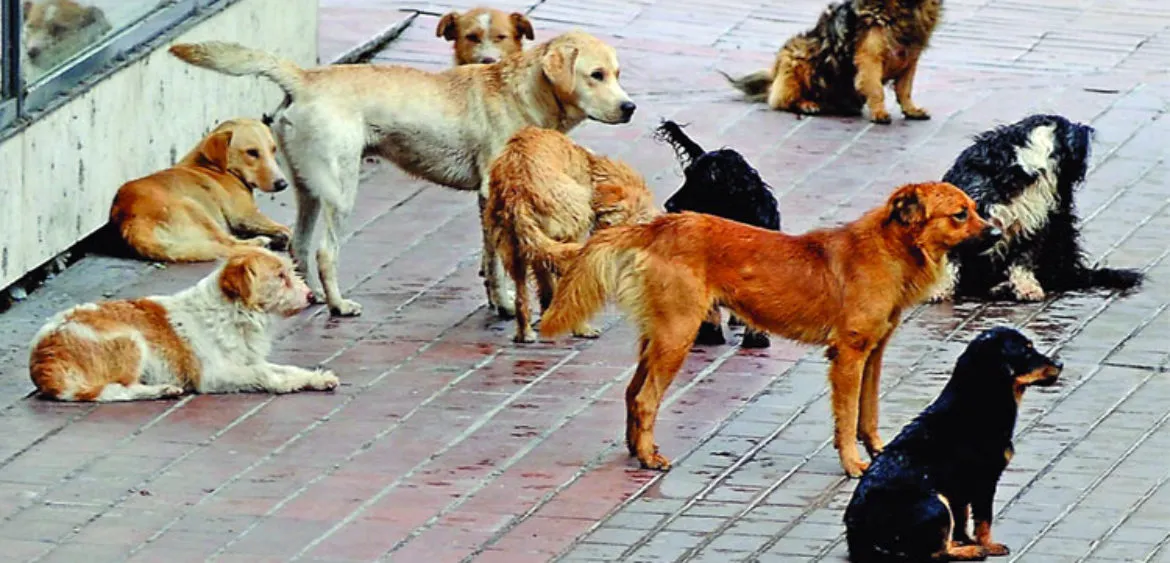 Tuzba zbog ujeda psa lutalice Beograd